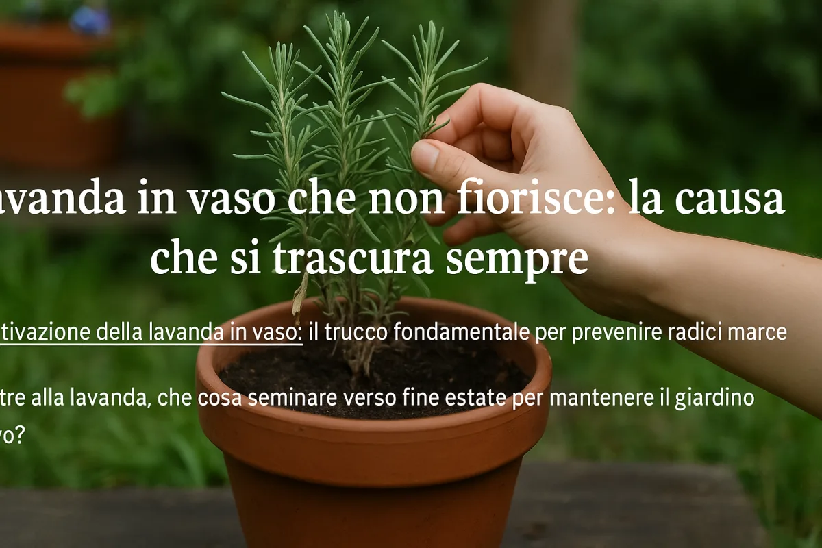 Lavanda in vaso che non fiorisce: la causa che si trascura sempre